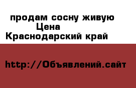 продам сосну живую › Цена ­ 7 000 - Краснодарский край  »    